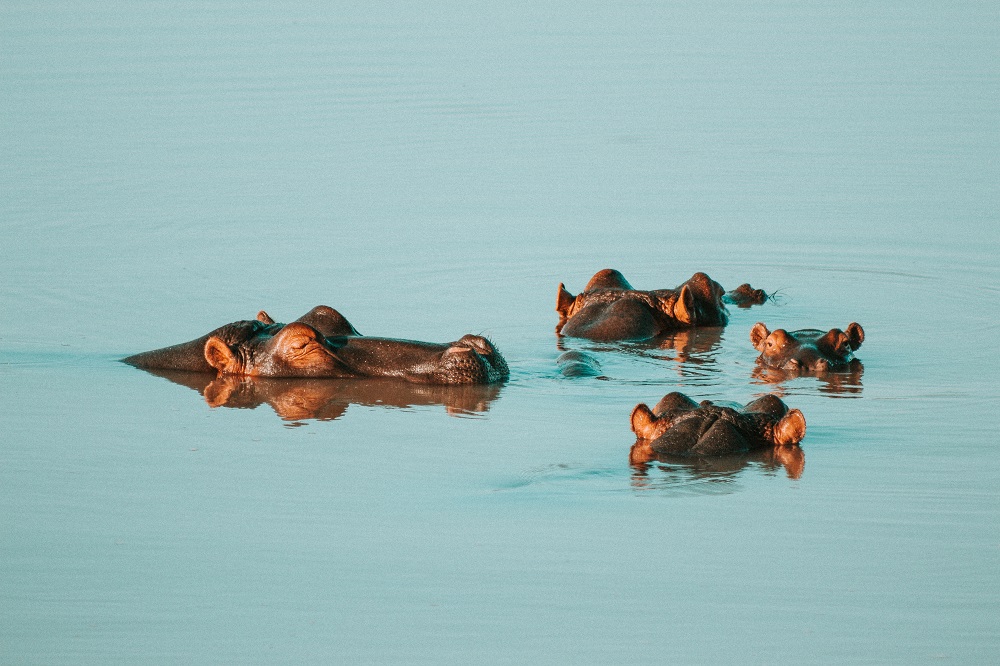 Half-submerged hippos spotted in Lake Baringo National Park